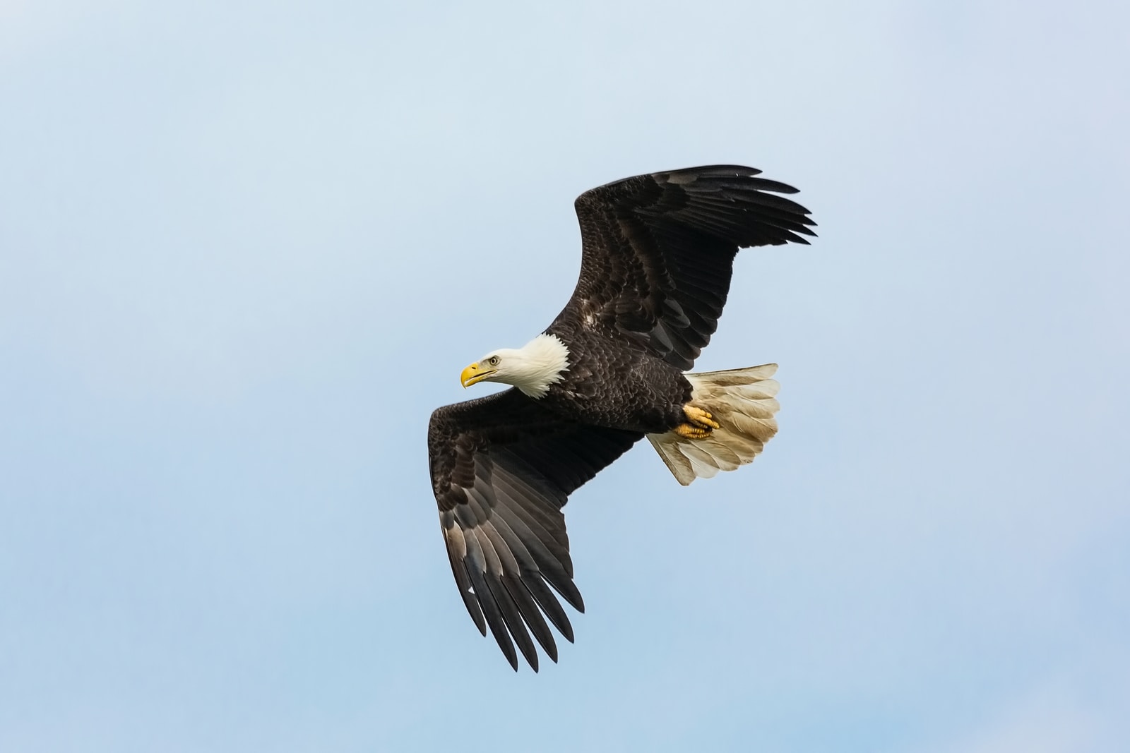 black and white flying bald eagle